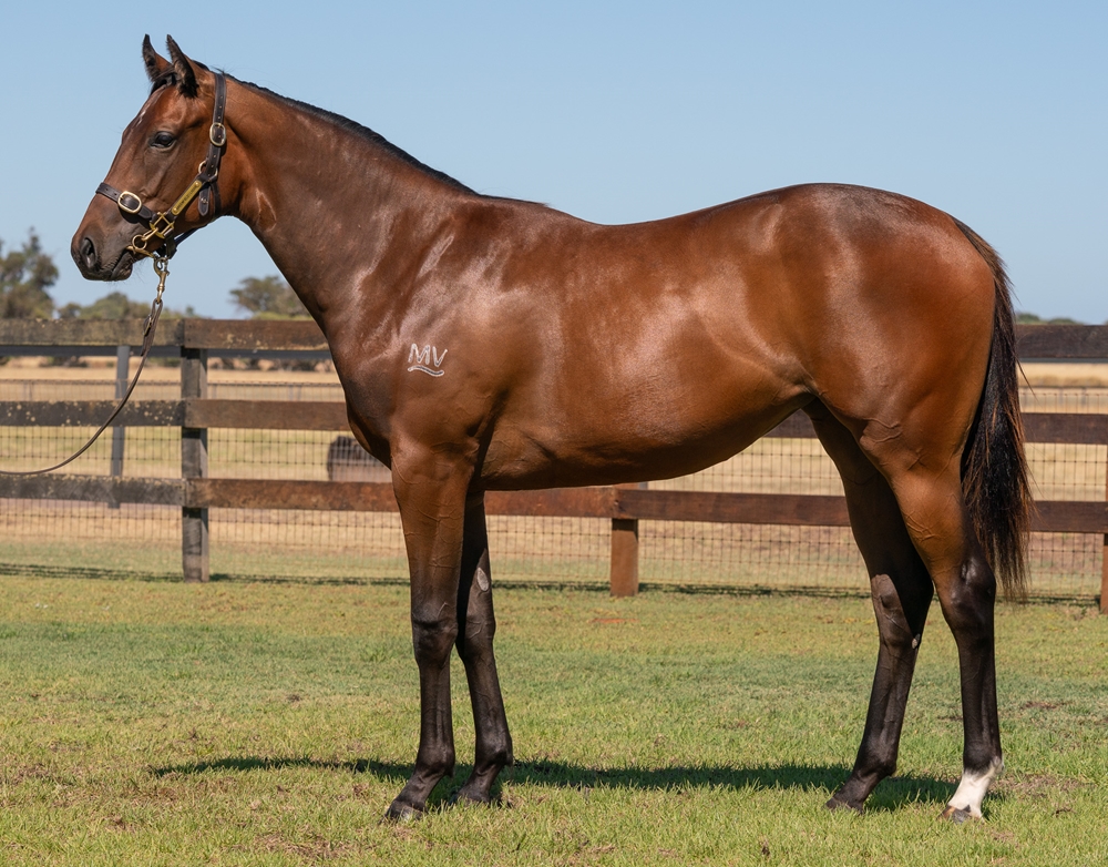 Russian Revolution (AUS) / Impetuous (AUS) 2024 Filly - Image 1
