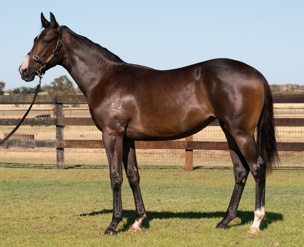 Toronado (IRE) / No Looking Back (AUS) 2024 Filly - Image 1