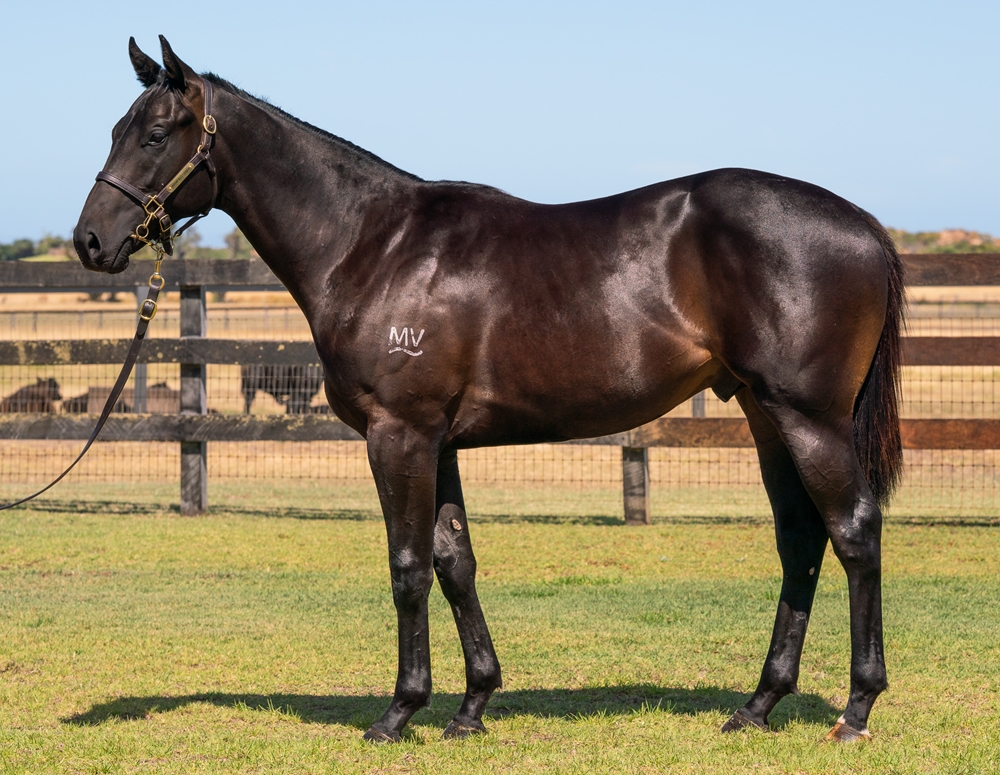 Awesome Rock (AUS) / Restful (NZ) 2024 Colt - Image 1