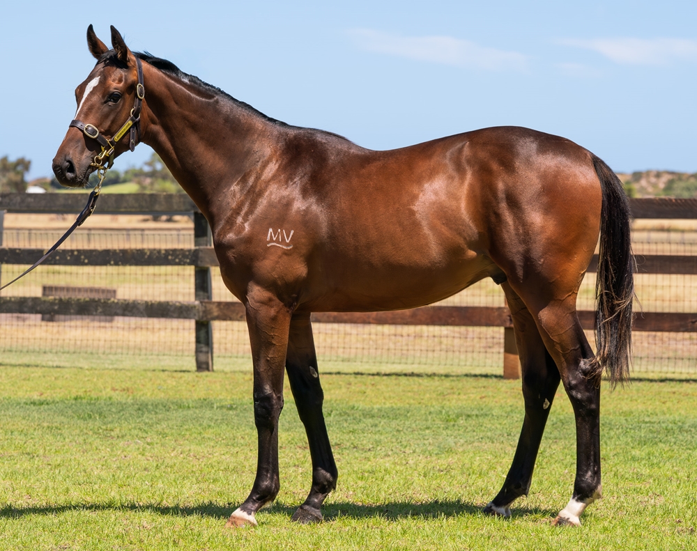 Maschino (AUS) / Stellar Vista (AUS) 2024 Colt - Image 1