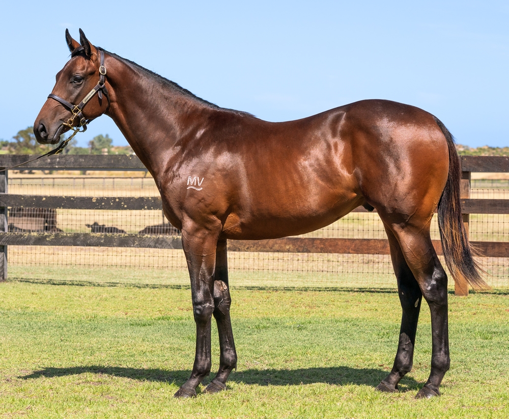 Playing God (AUS) / Amthaal (AUS) 2024 Colt - Image 1