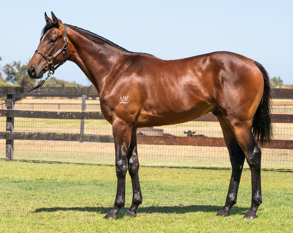 Playing God (AUS) / Apache Point (AUS) 2024 Colt - Image 1