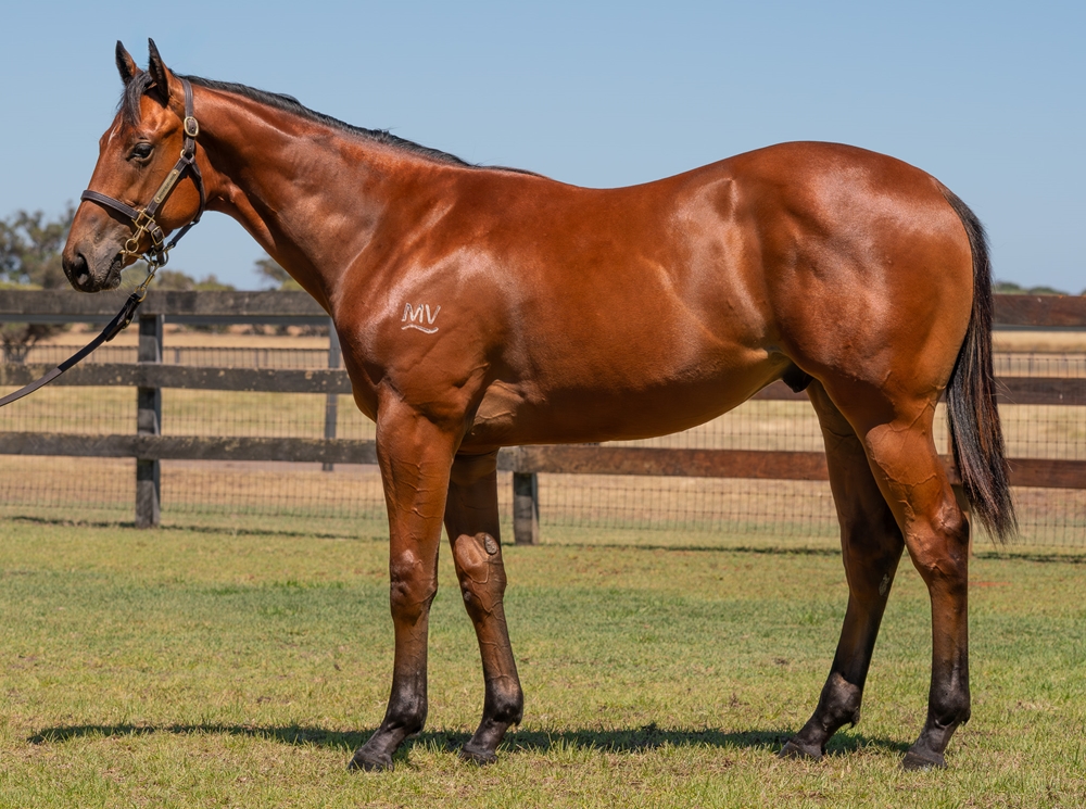 Home Affairs (AUS) / Black Tulip (AUS) 2024 Colt - Image 1