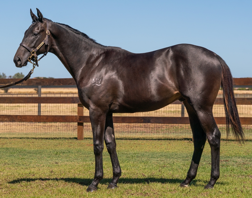 Too Darn Hot (GB) / Brave Angel (NZ) 2024 Colt - Image 1