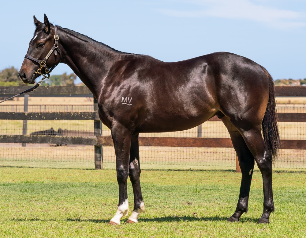 Sessions (AUS) / Ladies of London (AUS) 2024 Colt - Image 1