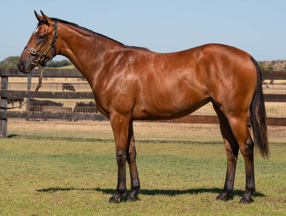 Aysar (AUS) / Miss Dominican (AUS) 2024 Filly - Image 1