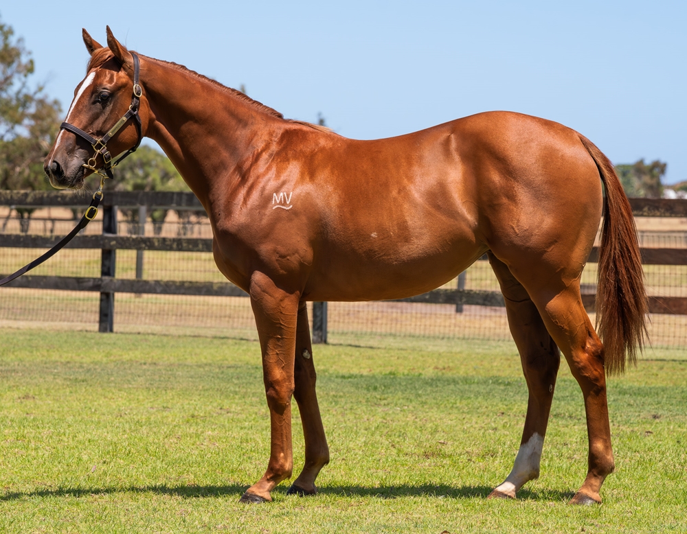 Aysar (AUS) / Further to Fly (AUS) 2024 Filly - Image 1