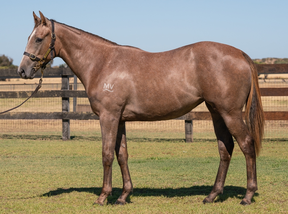 Gingerbread Man (AUS) / Gunmetal Grey (AUS) 2024 Filly - Image 1