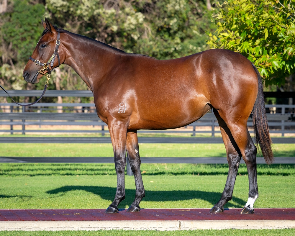 Dundeel (NZ) / Pellicle (AUS) 2024 Filly - Image 1