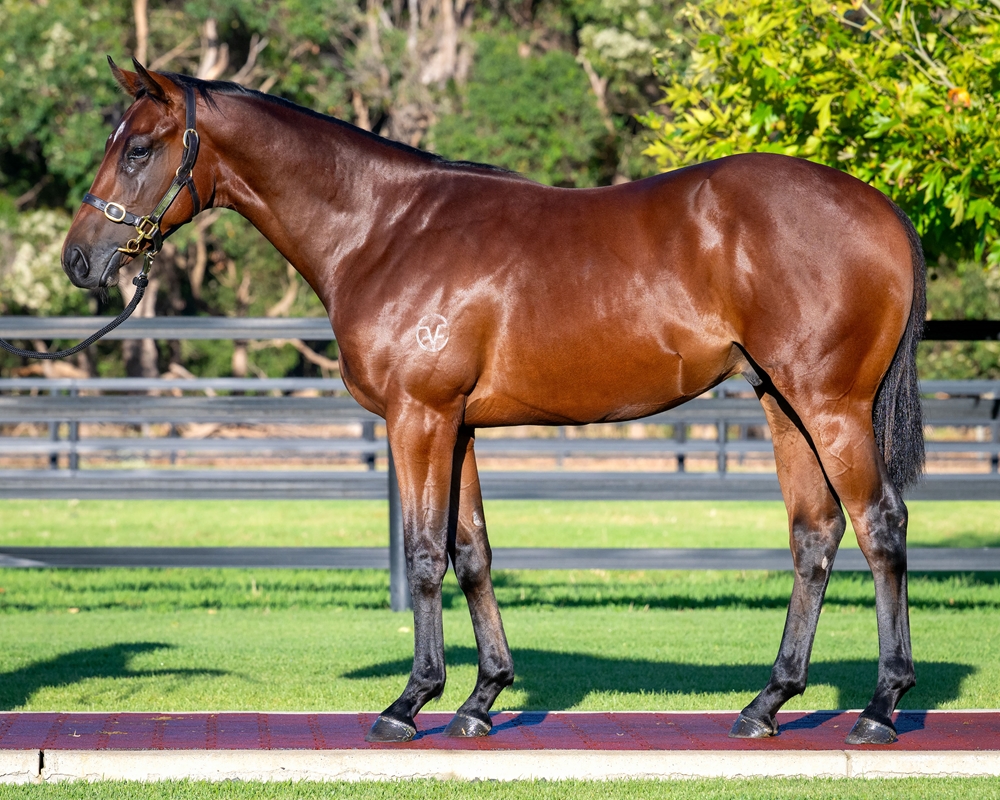 State of Rest (IRE) / Rebel Assault (IRE) 2024 Colt - Image 1