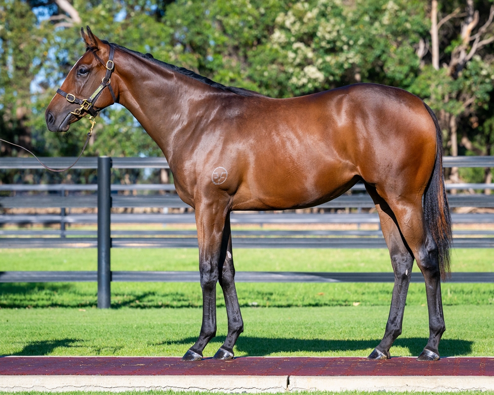 Playing God (AUS) / Sminky Shorts (AUS) 2024 Filly - Image 1