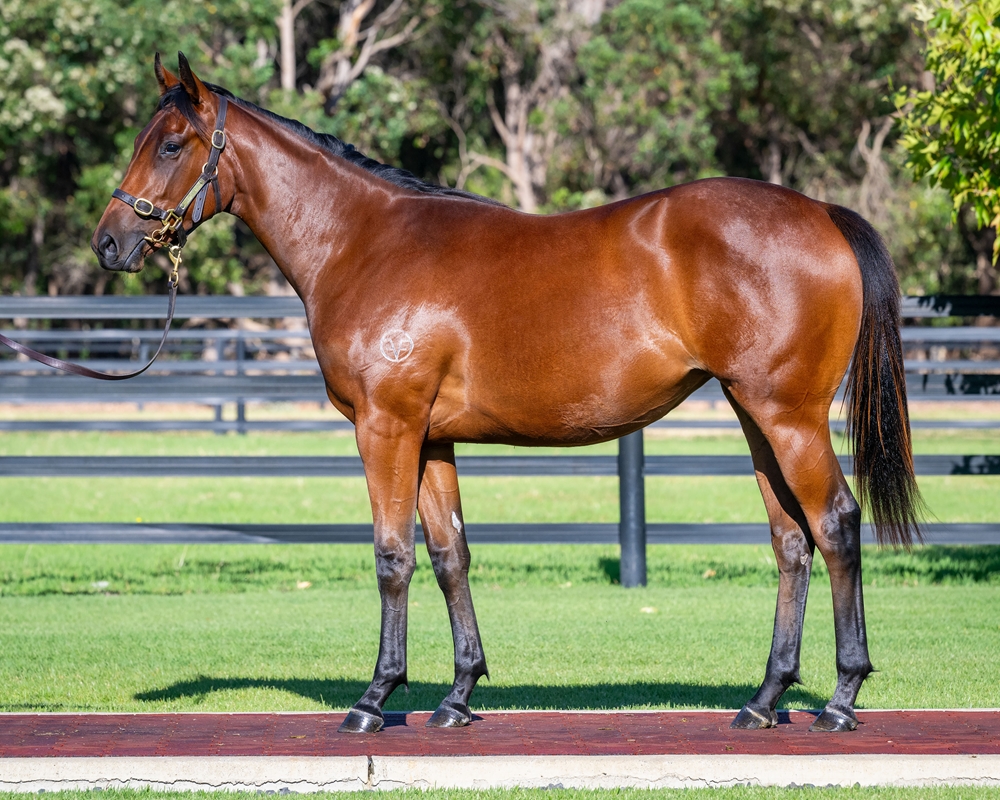 Safeguard (AUS) / Queenship (AUS) 2024 Filly - Image 1