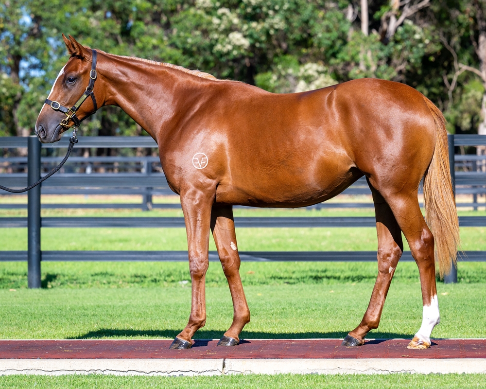 Tiger of Malay (AUS) / Amber Glow (AUS) 2024 Filly - Image 1