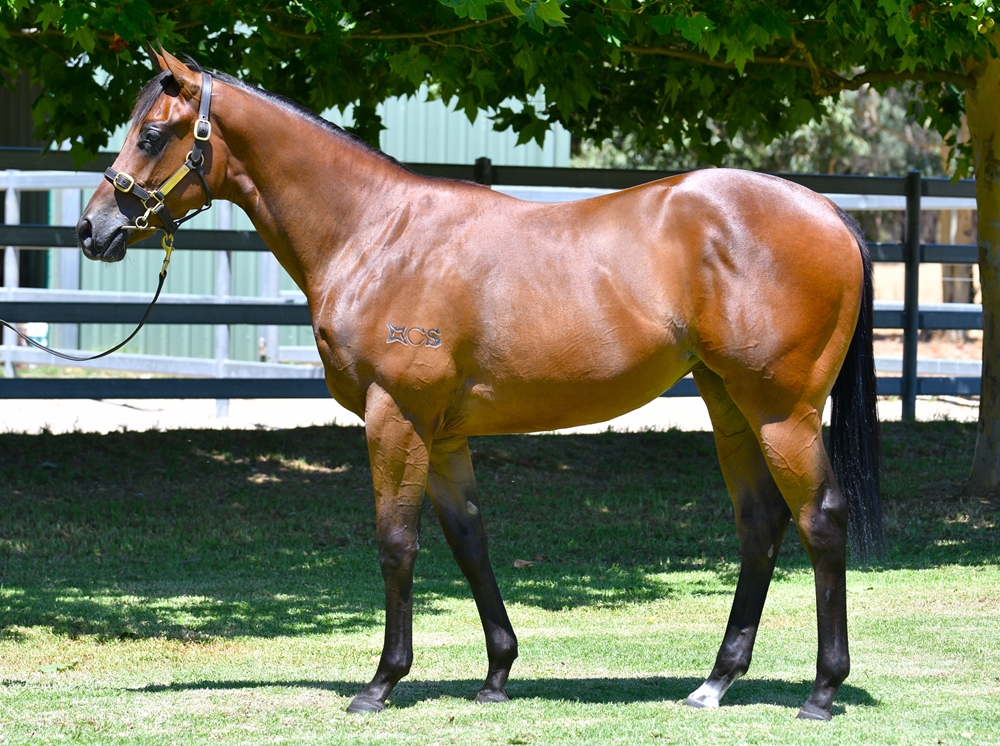 Fierce Impact (JPN) / Princeton Miss (AUS) 2024 Filly - Image 1