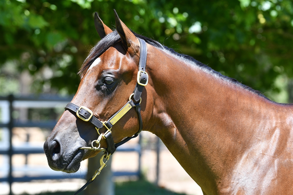 Fierce Impact (JPN) / Princeton Miss (AUS) 2024 Filly - Image 2