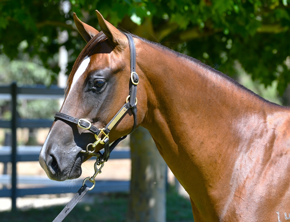 Splintex (AUS) / Western Rhythm (AUS) 2024 Filly - Image 2