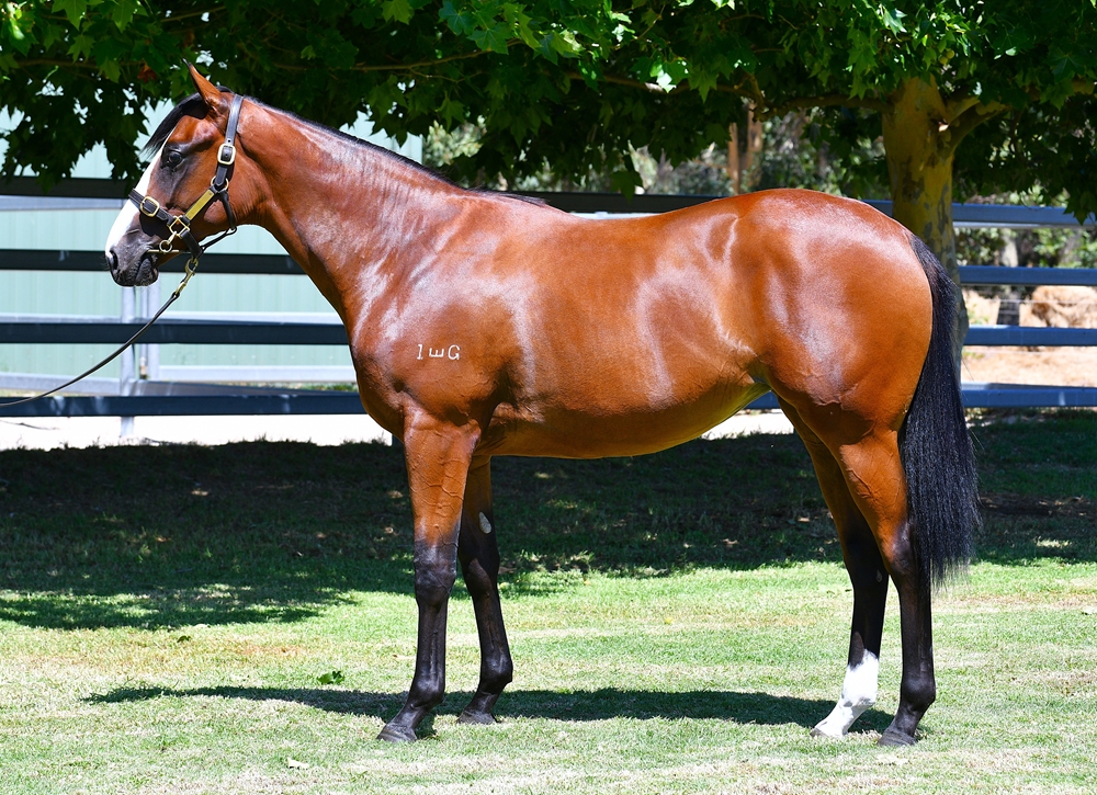 Gingerbread Man (AUS) / Sulphur Crested (AUS) 2024 Filly - Image 1