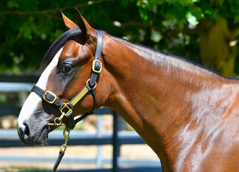 Gingerbread Man (AUS) / Sulphur Crested (AUS) 2024 Filly - Image 2