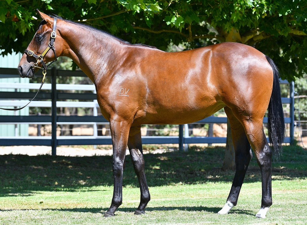 Lightsaber (AUS) / Galahs Do Roar (AUS) 2024 Filly - Image 1
