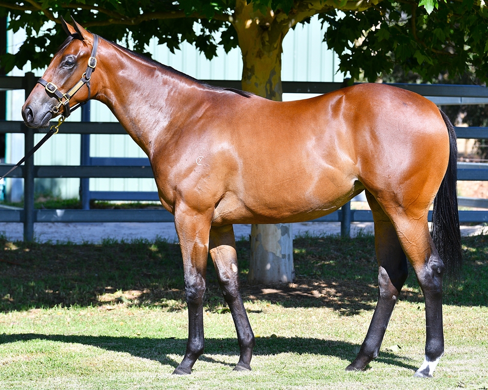 Playing God (AUS) / Magnesic (AUS) 2024 Filly - Image 1