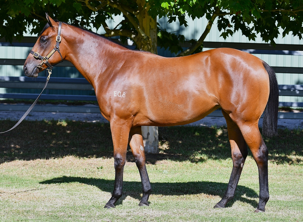 Aysar (AUS) / Regal Class (AUS) 2024 Filly - Image 1