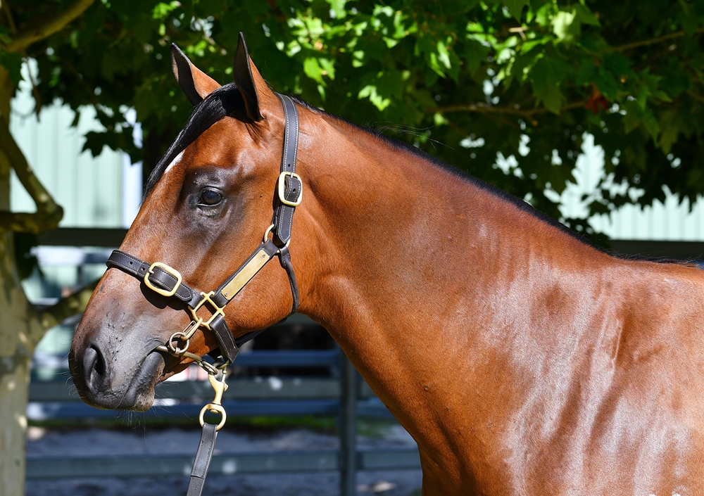 Aysar (AUS) / Regal Class (AUS) 2024 Filly - Image 2