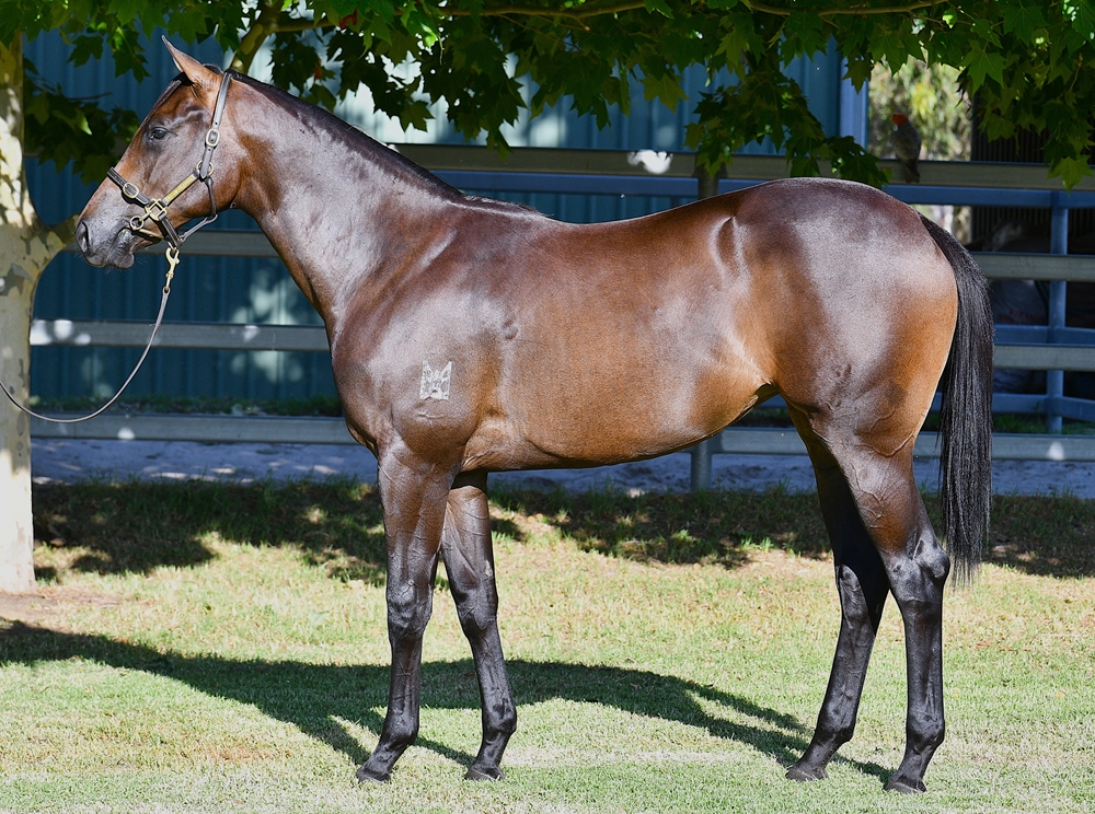 Tassort (AUS) / Sweet Strawberry (AUS) 2024 Filly - Image 1