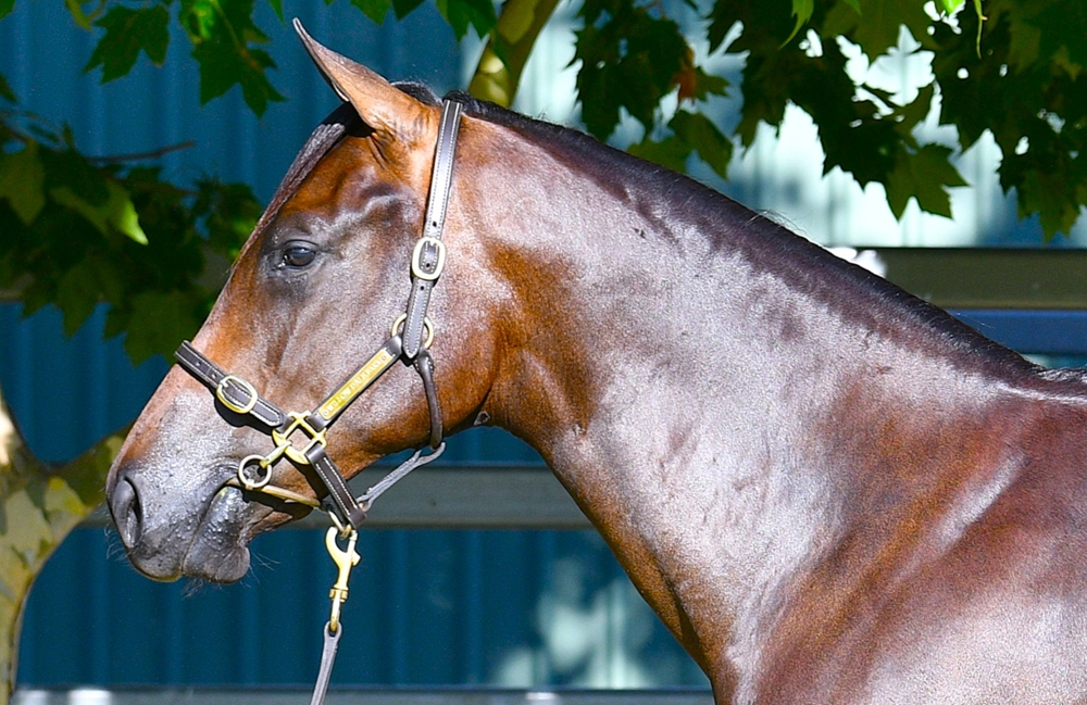 Tassort (AUS) / Sweet Strawberry (AUS) 2024 Filly - Image 2