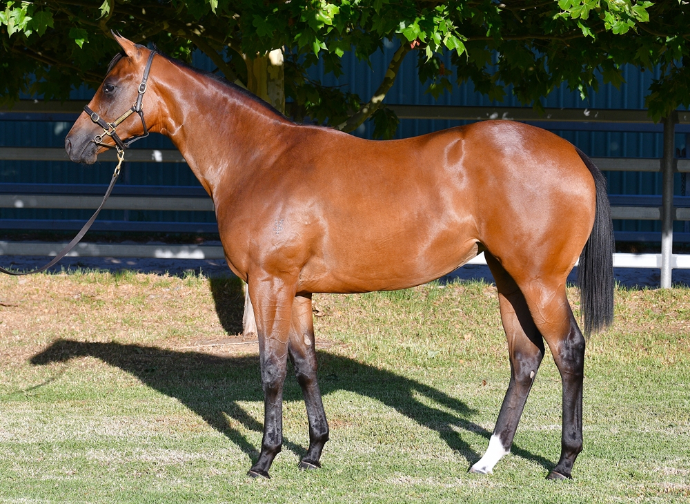 Lightsaber (AUS) / Rokeby's Witch (AUS) 2024 Filly - Image 1