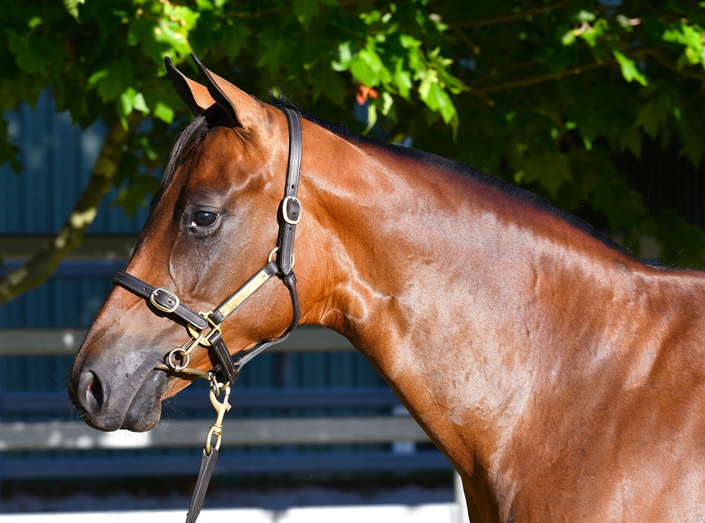 Lightsaber (AUS) / Rokeby's Witch (AUS) 2024 Filly - Image 2