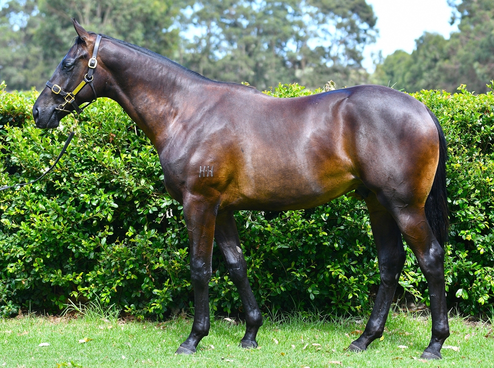 Maschino (AUS) / Cosmetic Offer (AUS) 2024 Colt - Image 1