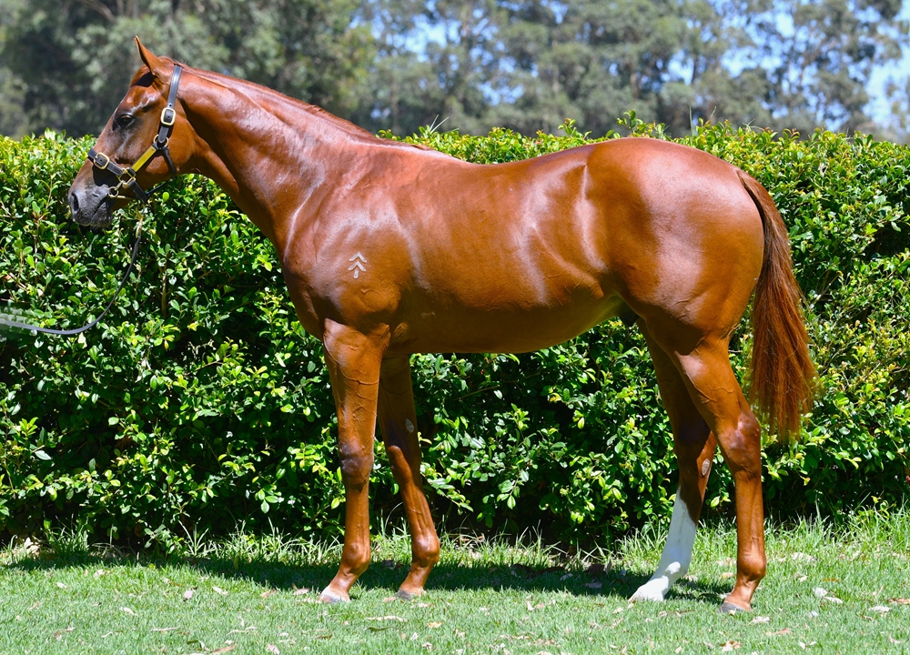 Dirty Work (AUS) / Castle Keep (AUS) 2024 Colt - Image 1