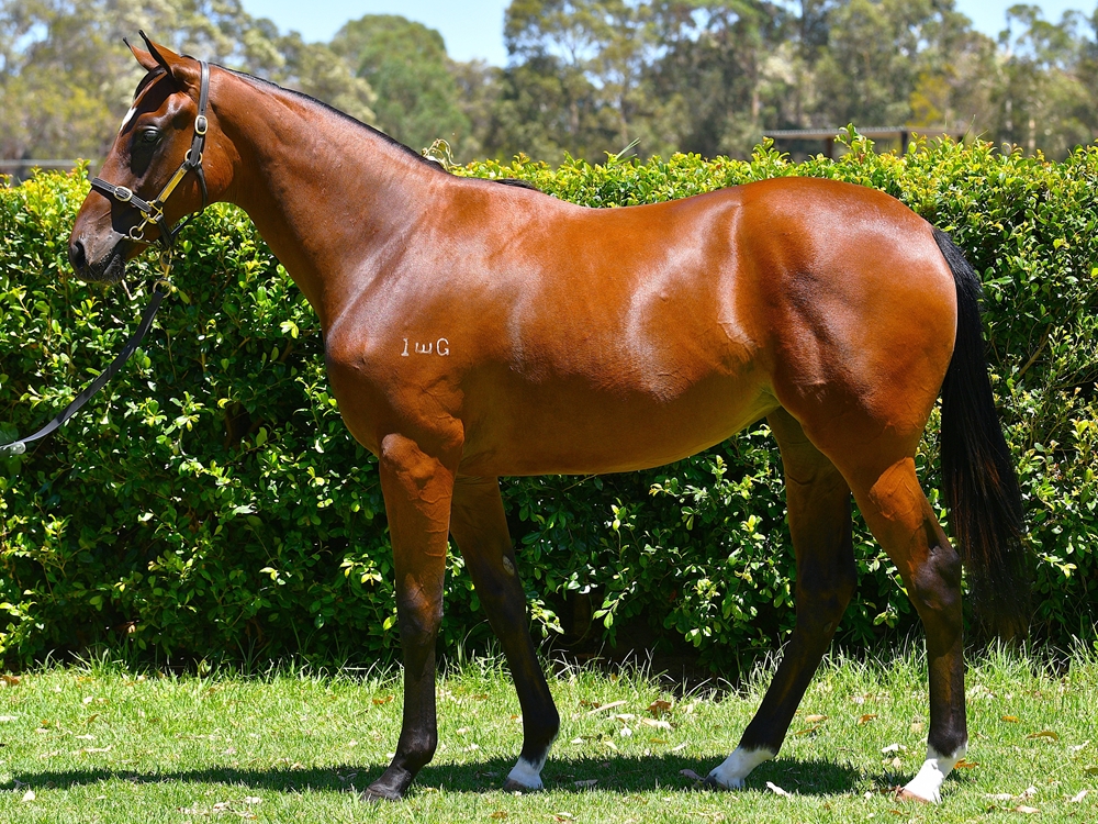 Gingerbread Man (AUS) / Highland Jig (AUS) 2024 Filly - Image 1