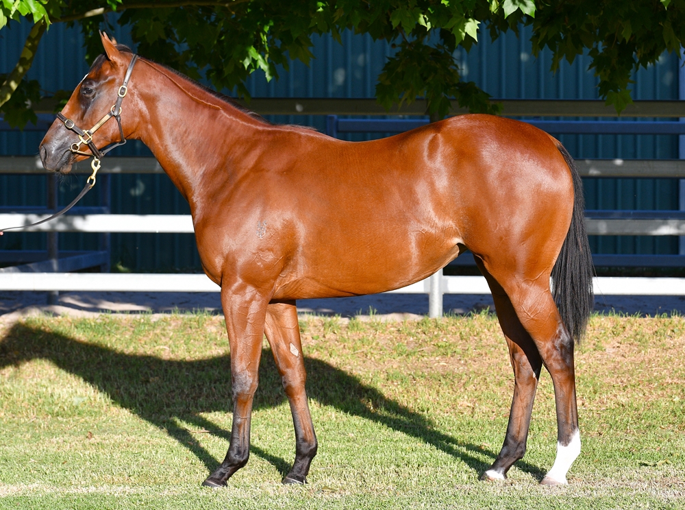 Gingerbread Man (AUS) / Nordic Gem (NZ) 2024 Filly - Image 1