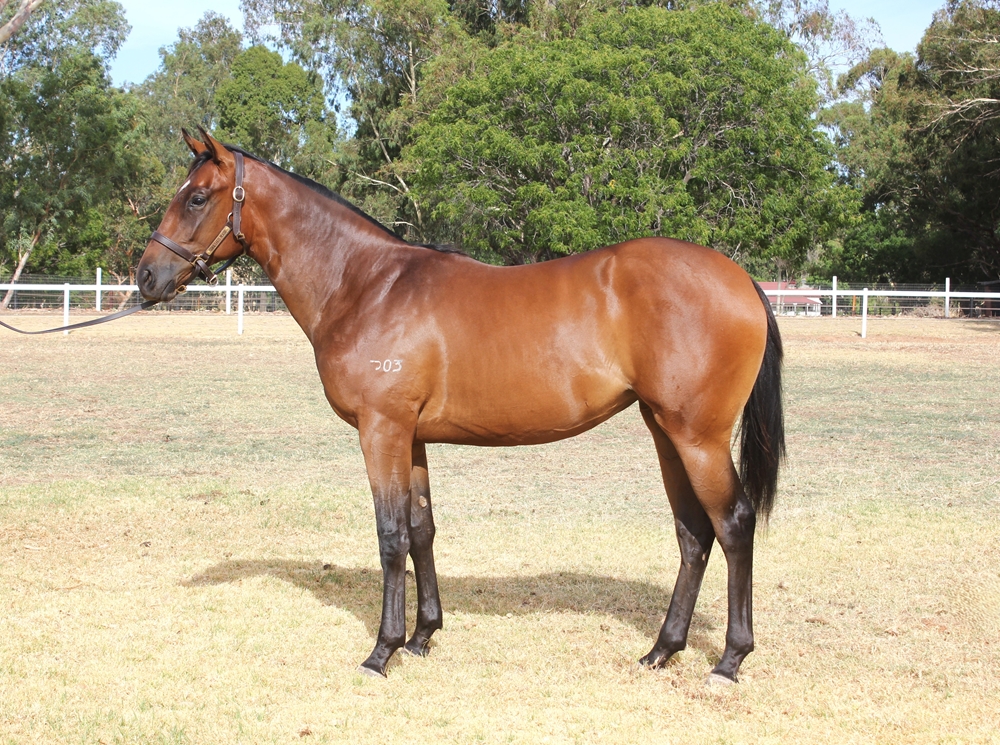 Bondi (AUS) / Blast of Class (AUS) 2024 Filly - Image 1