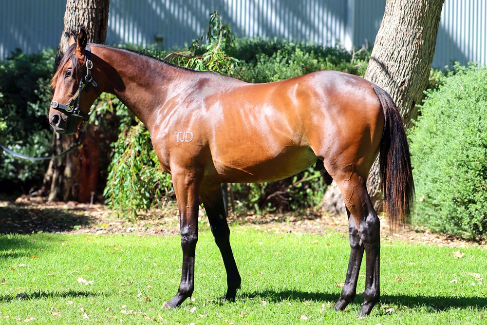 Dundeel (NZ) / Asante (AUS) 2024 Colt - Image 1