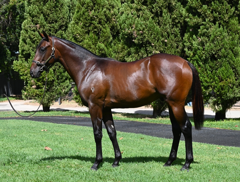 Playing God (AUS) / Nixie (AUS) 2024 Colt - Image 1