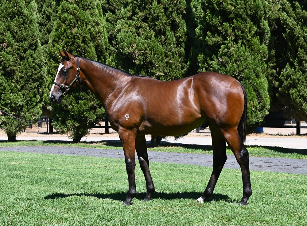 Lightsaber (AUS) / Sophia Town (NZ) 2024 Colt - Image 1