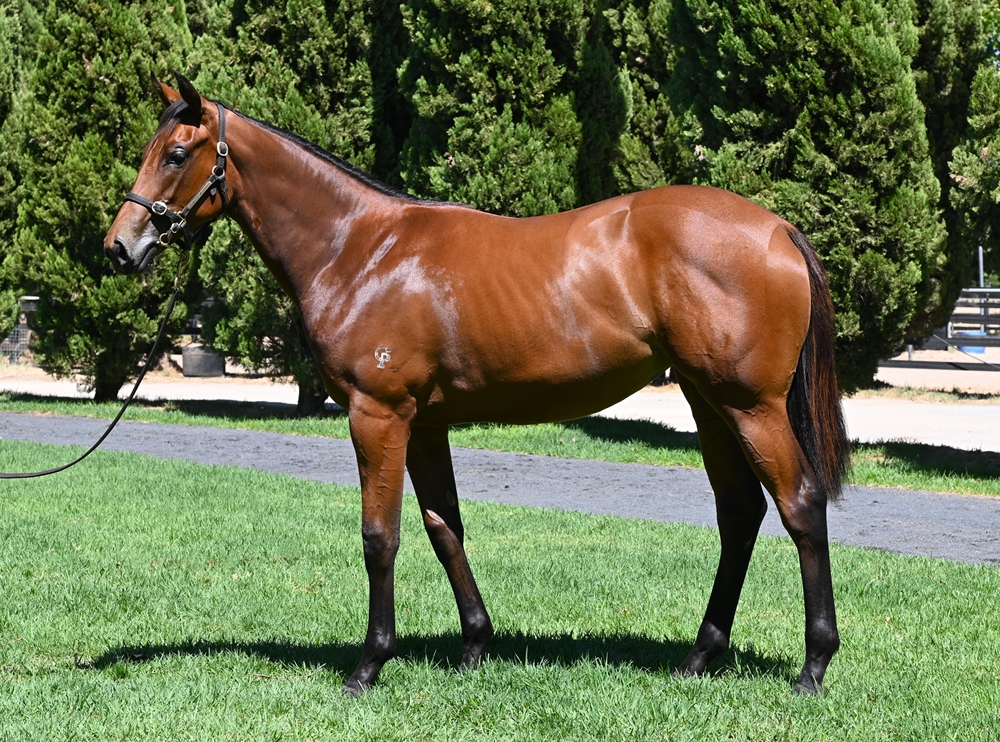 Hellbent (AUS) / Taylor's Command (AUS) 2024 Filly - Image 1