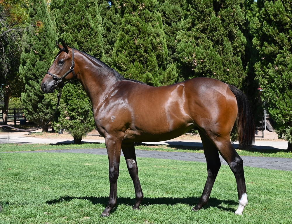 Splintex (AUS) / Zouling (AUS) 2024 Colt - Image 1