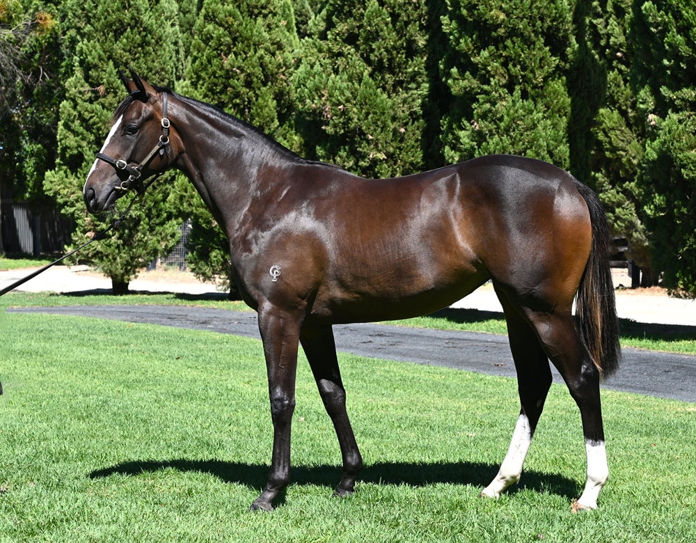 Brave Smash (JPN) / Bulloo (AUS) 2024 Filly - Image 1