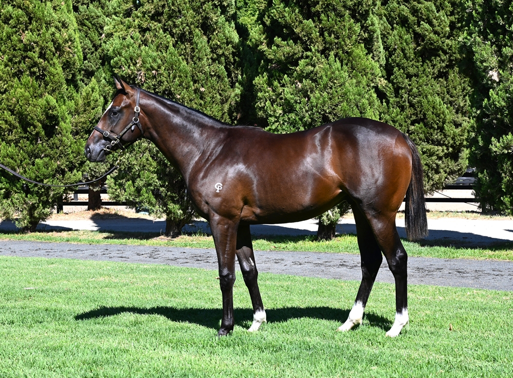 Lightsaber (AUS) / Holy Dancer (NZ) 2024 Colt - Image 1