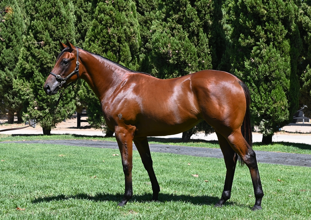 Splintex (AUS) / Mazij (AUS) 2024 Filly - Image 1