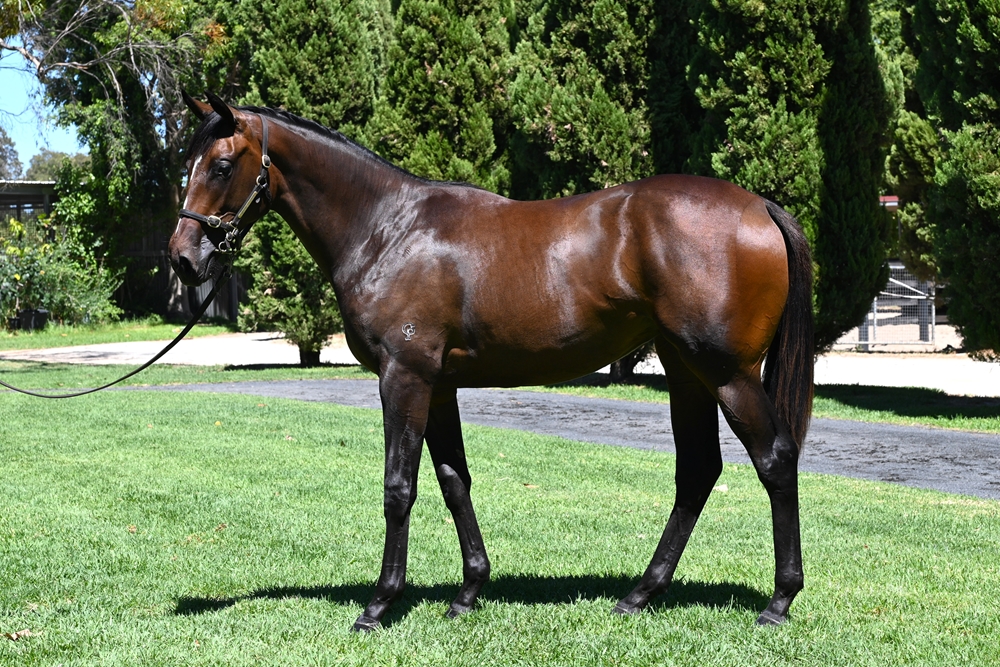 Playing God (AUS) / Measured Response (AUS) 2024 Filly - Image 1