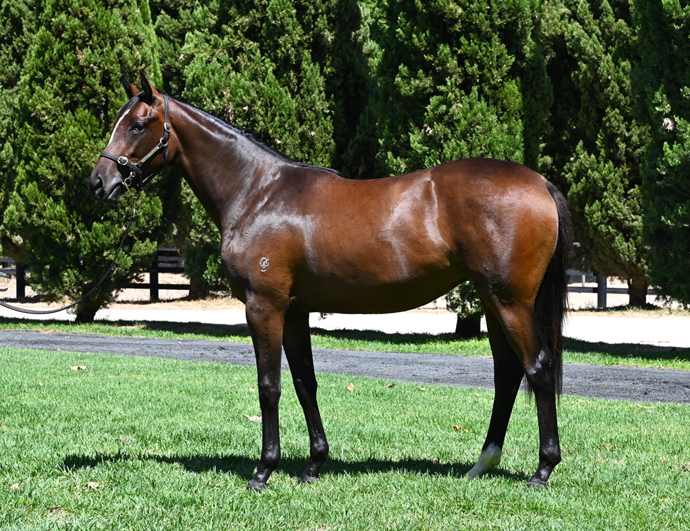 A Lot (USA) / Time and Truth (AUS) 2024 Filly - Image 1