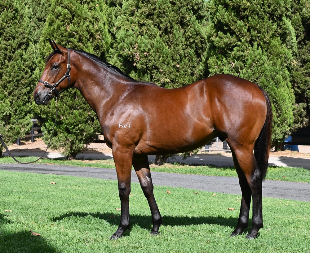 Rommel (AUS) / Treasureland (AUS) 2024 Colt - Image 1
