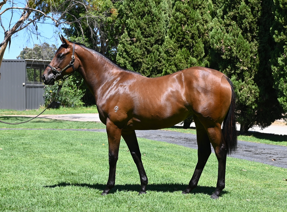A Lot (USA) / All That I Am (AUS) 2024 Filly - Image 1