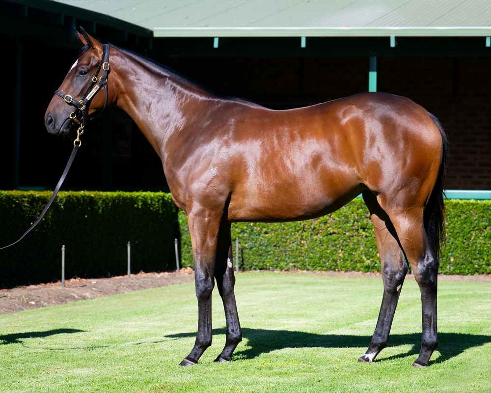 Playing God (AUS) / Habenera (AUS) 2024 Filly - Image 1