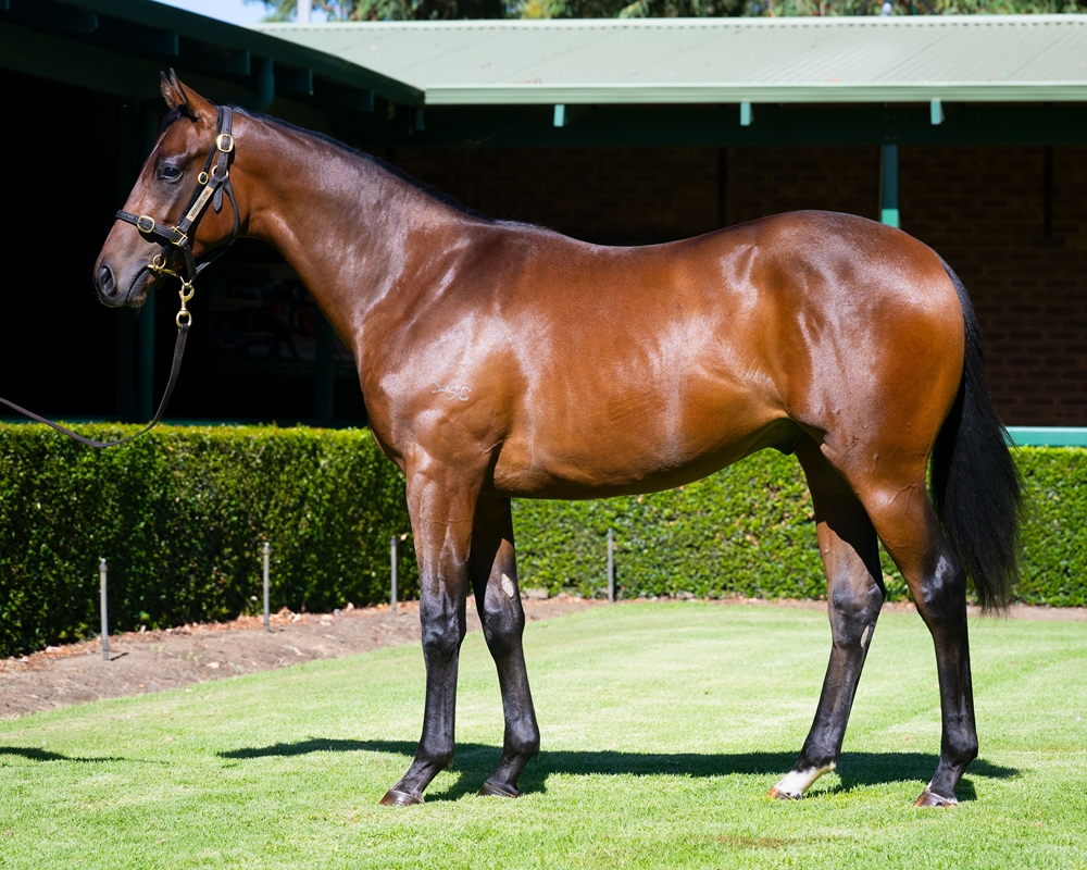 Ghaiyyath (IRE) / Noble Born (AUS) 2024 Colt - Image 1