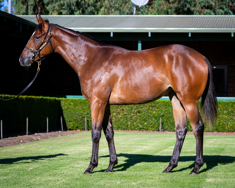 The Autumn Sun (AUS) / Rebel Heart (AUS) 2024 Filly - Image 1